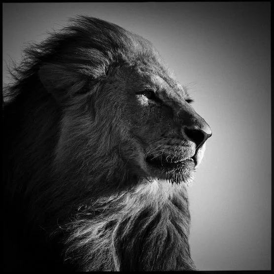 Baheuxlion - Comment détester malin - Reloaded - Thomas Hammoudi - Internet