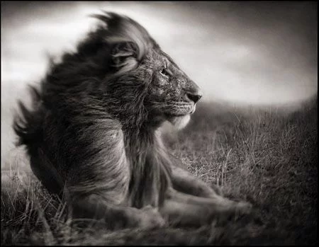 039 by nick brandt - Comment détester malin - Reloaded - Thomas Hammoudi - Internet