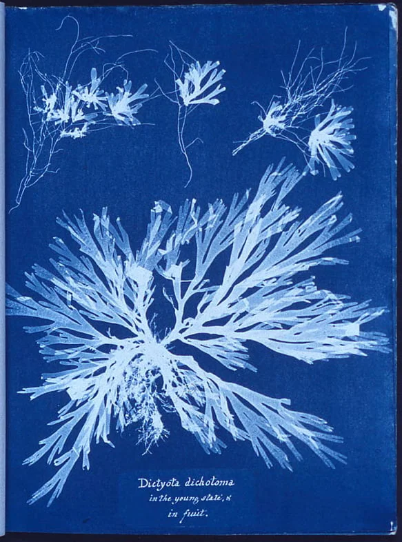 Anna atkins algae cyanotype - Photographions-nous la réalité ? - Thomas Hammoudi - Réflexion