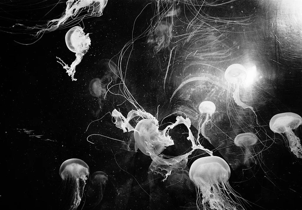 Trent parke jellyfish wa - Comment tenir un putain de blog - Thomas Hammoudi - Internet