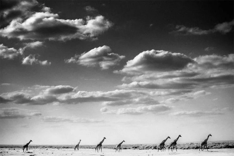 Afrique sauvage laurent baheux 6 - Comment détester malin - Reloaded - Thomas Hammoudi - Internet
