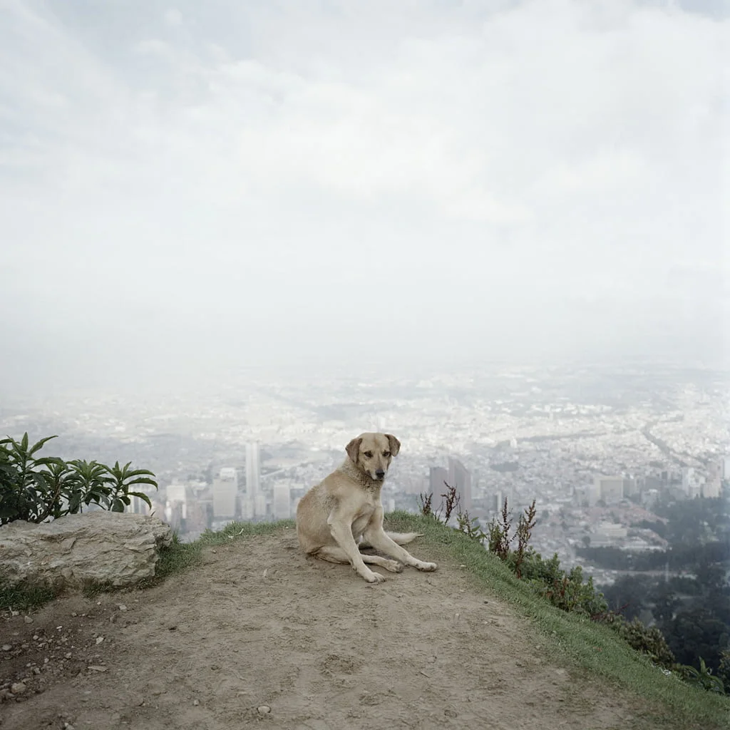 Untitled 02 - La photographie en mode invasion zombie - Thomas Hammoudi - Livres
