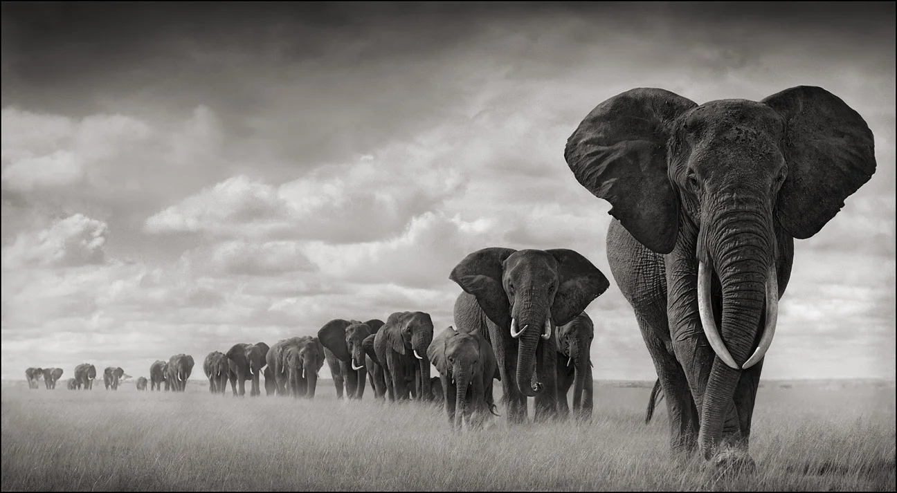 Nick brandt 19 - Comment détester malin : tous nos conseils et astuces - Thomas Hammoudi - Pratique