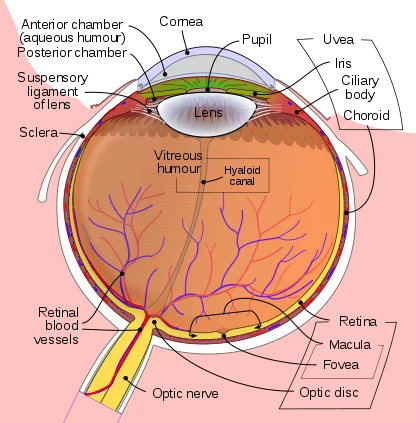 fovea