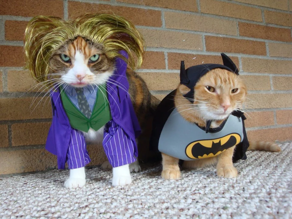 halloween_cats_petco