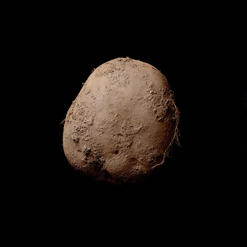 potato345_abosch_web800