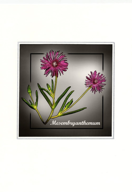 Herbarium meum andrea torres - Quittez votre club photo ! (avec Richie Lem') - Thomas Hammoudi - Pratique