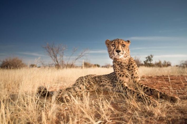 01 cheetah gallery 8848740 uploadsmember254364yourshot 254364 8848740jpg w4uqbg764fq3uuxgb36c6xsw7tp3eflutfvvbpyjwjhzlmh4iziq 5428x3619.ngsversion.1512279022381.adapt .768.1 1 - Comment détester malin : tous nos conseils et astuces - Thomas Hammoudi - Pratique