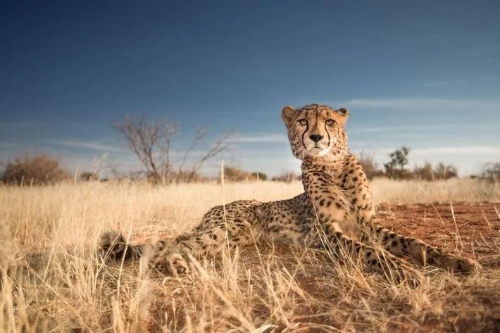 01 cheetah gallery 8848740 uploadsmember254364yourshot 254364 8848740jpg w4uqbg764fq3uuxgb36c6xsw7tp3eflutfvvbpyjwjhzlmh4iziq 5428x3619.ngsversion.1512279022381.adapt .768.1 1 - Comment détester malin : tous nos conseils et astuces - Thomas Hammoudi - Pratique