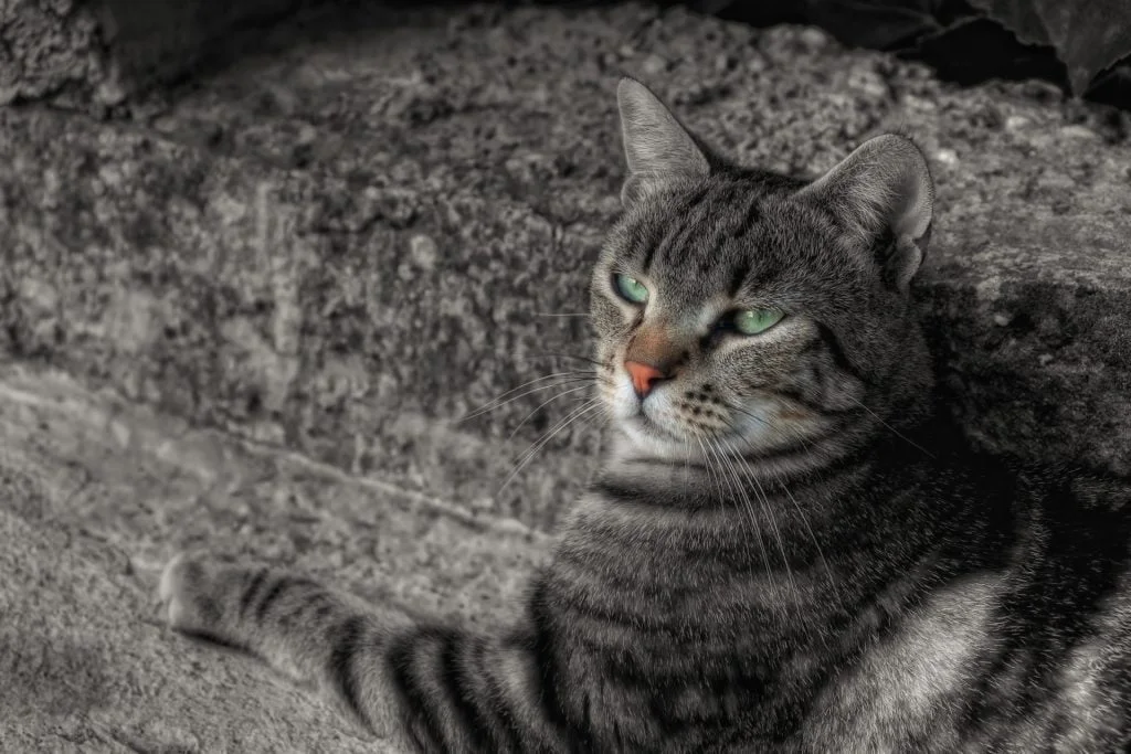 A cat and some colors 1 - Doit-on sauver le mauvais goût ? - Thomas Hammoudi - Réflexion