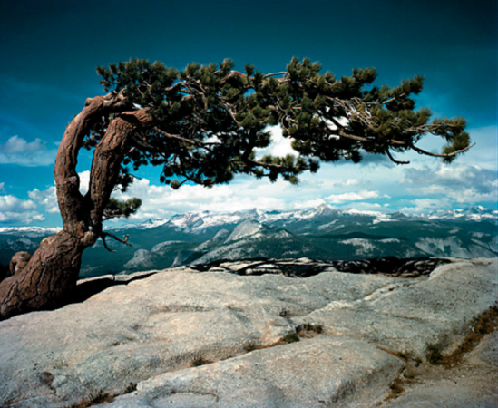 Ansel adams jeffrey pine on sentinel dome yosemite national park 1948 - 5 livres à lire cette année (2020) - Thomas Hammoudi - 5 livres