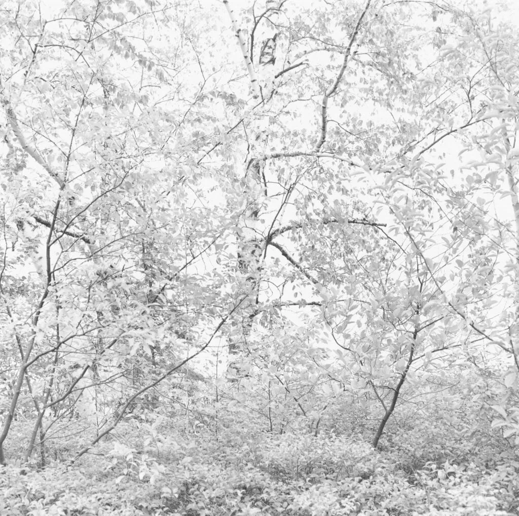 Metzker 1 - Ray K. Metzker et les bonnes images - Thomas Hammoudi - Histoire