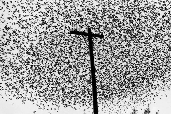 graciela iturbide fondation cartier en10.jpg