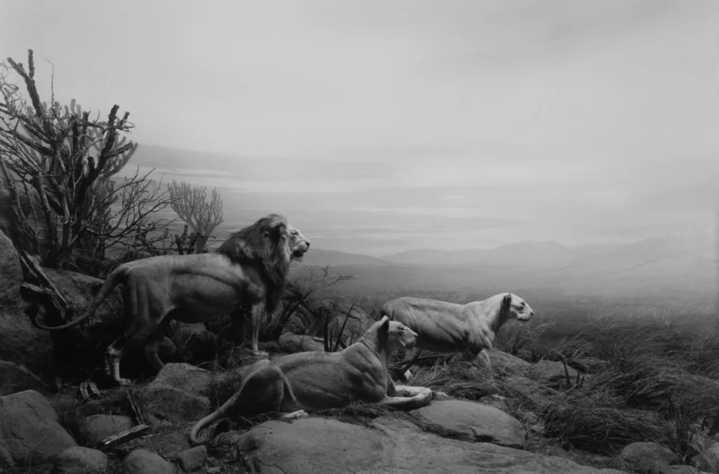 Image - Hiroshi Sugimoto - Thomas Hammoudi - Grands photographes