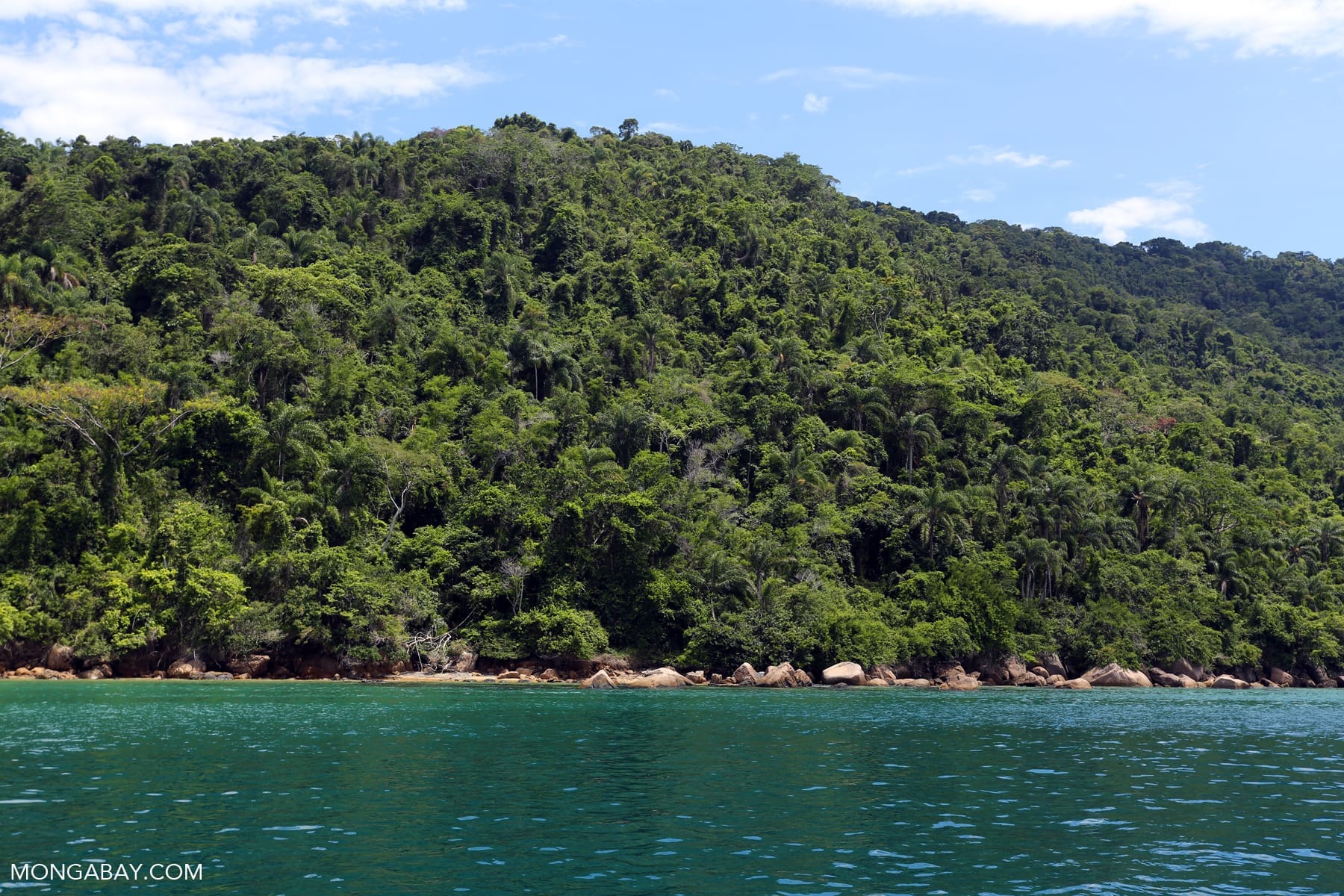 Forêt atlantique brésilienne (Mata Atlântica)