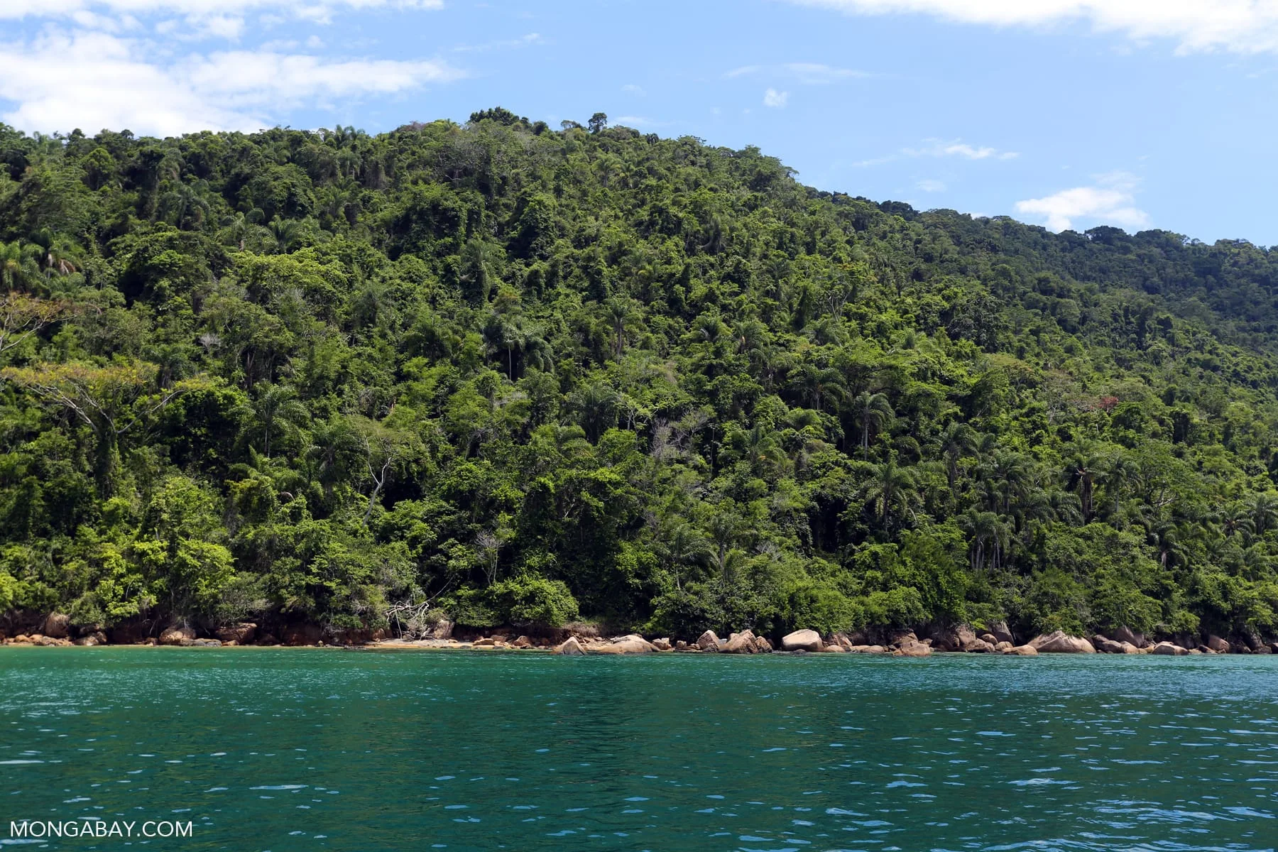 Forêt atlantique brésilienne (Mata Atlântica)
