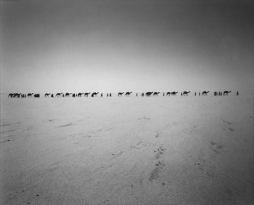 Caravane de chameaux dans le désert, photographie de Raymond Depardon
