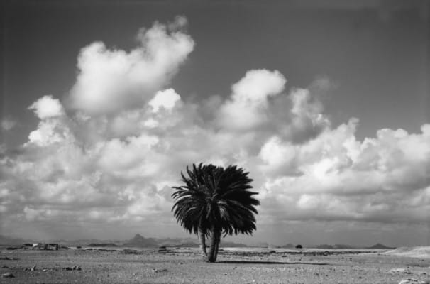 Palmier solitaire sous les nuages, photographie de Raymond Depardon