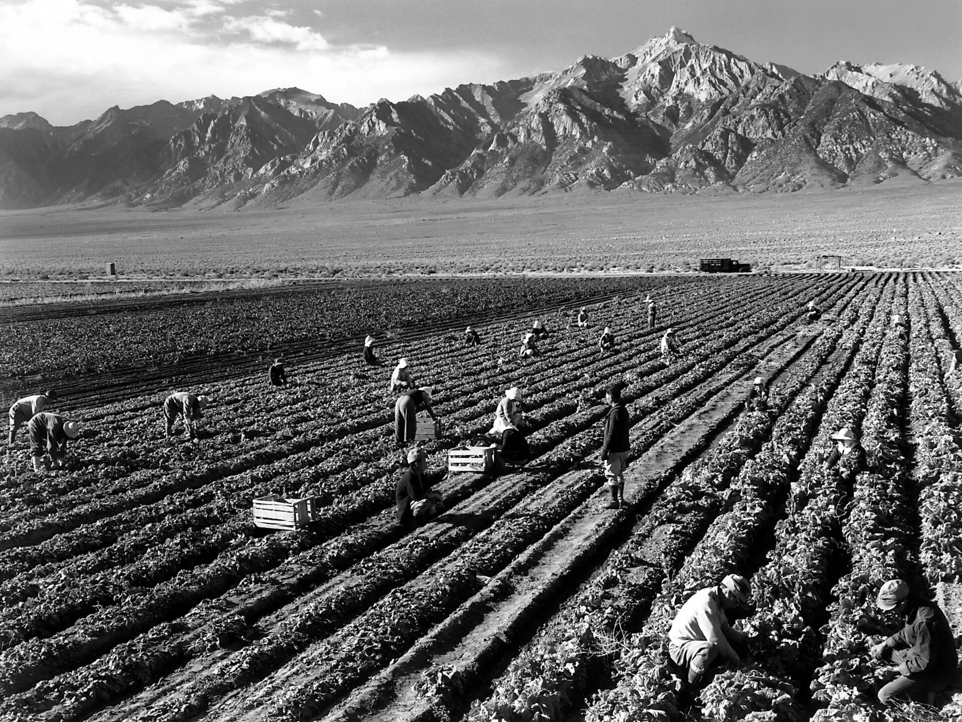 Internés travaillant les champs de Manzanar devant le mont Williamson en 1943, par Ansel Adams