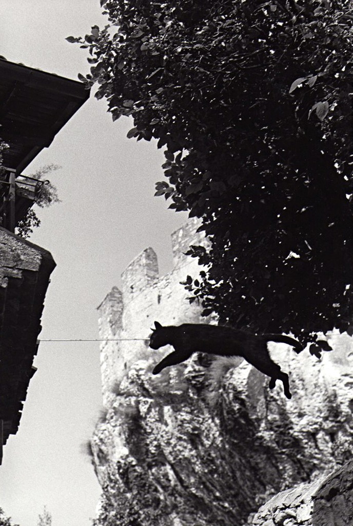 Un chat noir saisi en plein saut devant un mur crénelé et un arbre à contre-jour