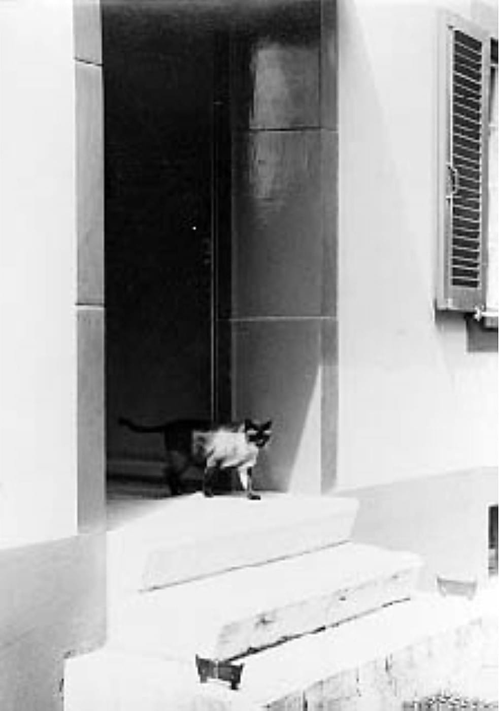 Un chat dans l'embrasure d'une porte, photographie de Claude Cahun