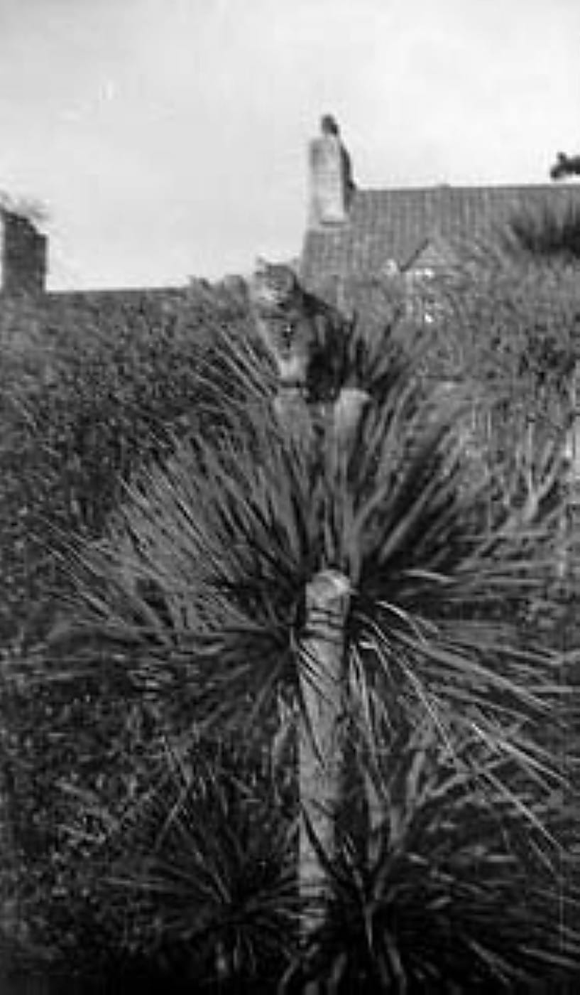 Palmier et chat dans le jardin de La Rocquaise