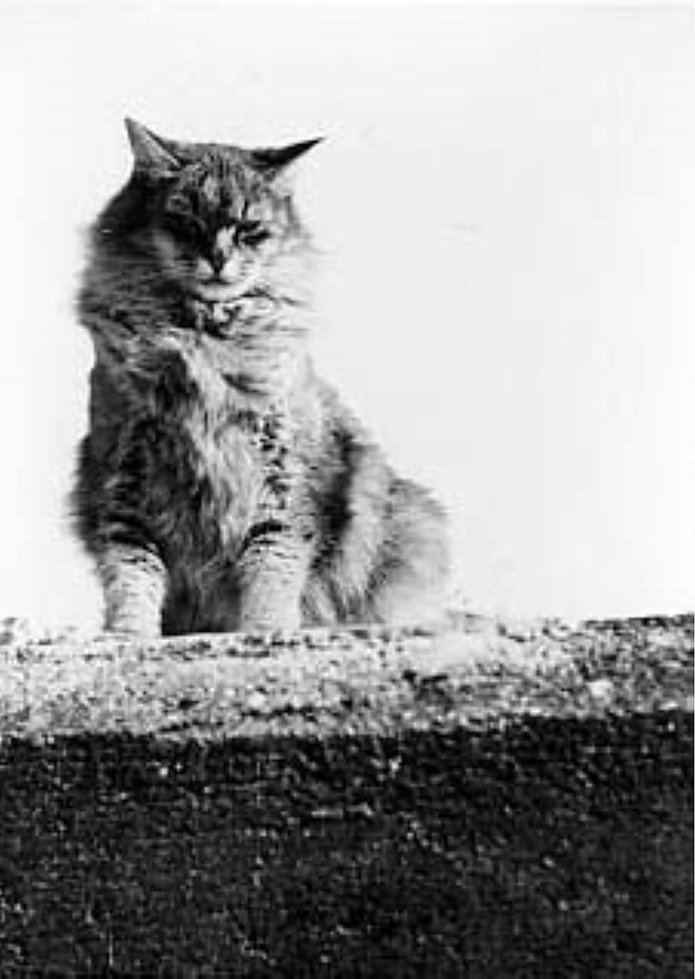 Un chat assis sur un mur de granit, photographie de Claude Cahun
