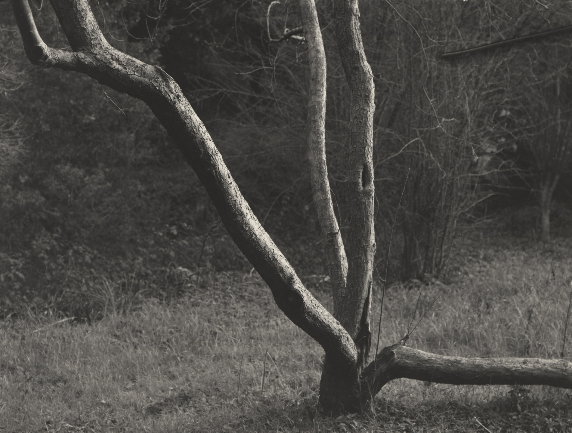 Arbre fendu photographié par Dorothea Lange vers 1957