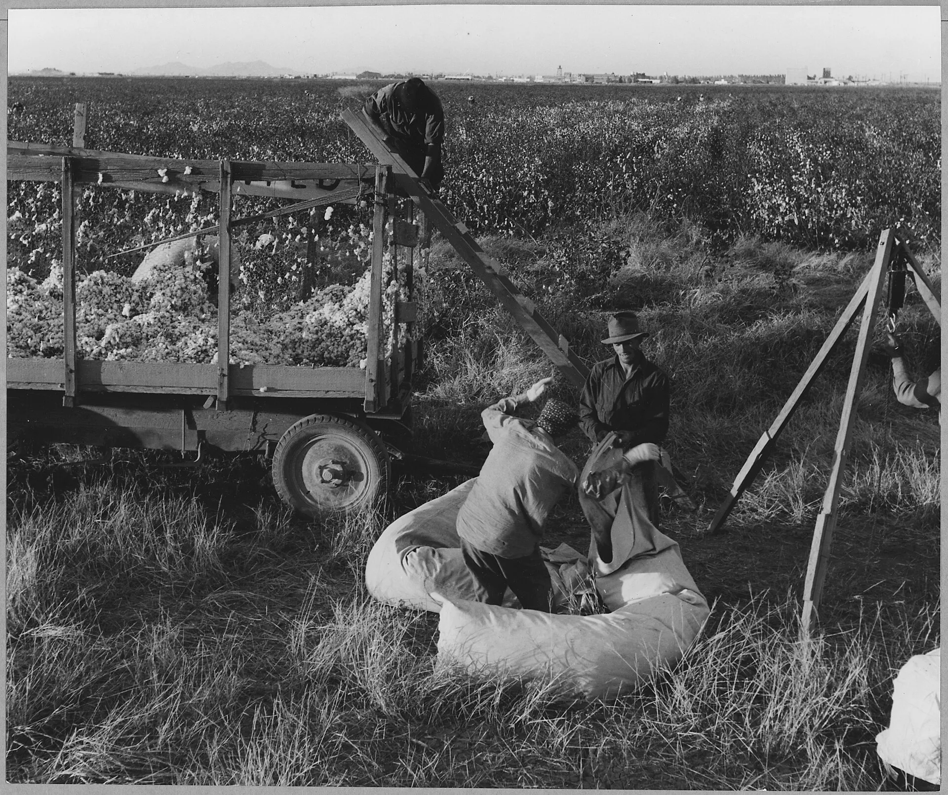 Cueilleur de coton saisonnier à Eloy, Arizona, photographié par Dorothea Lange