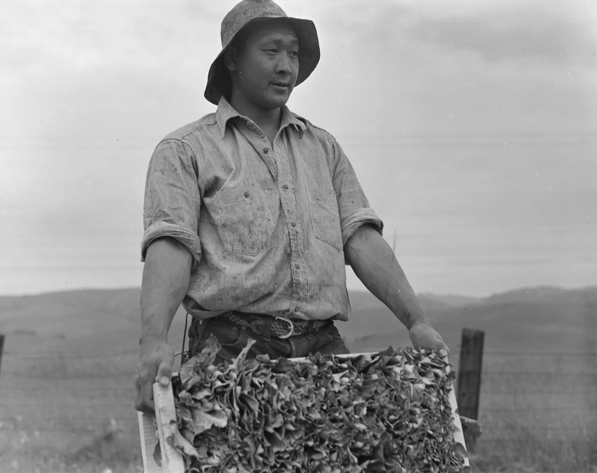 Récolte du chou-fleur dans une ferme près de Centerville, Californie, avril 1942, avant l'expulsion