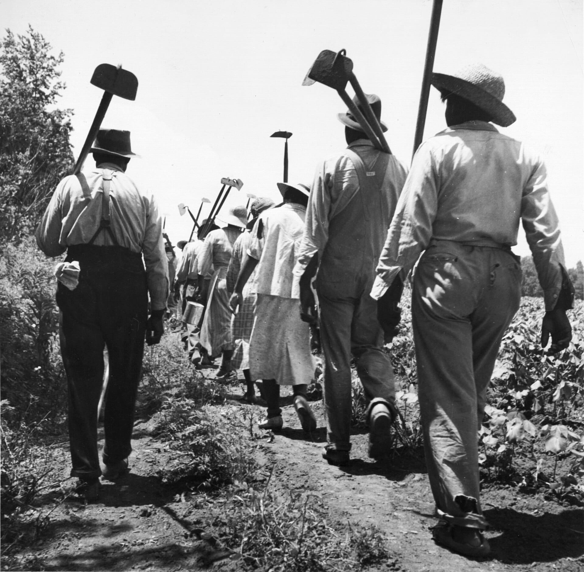 Sarcleurs de coton près de Clarksdale, Mississippi, 1937, par Dorothea Lange