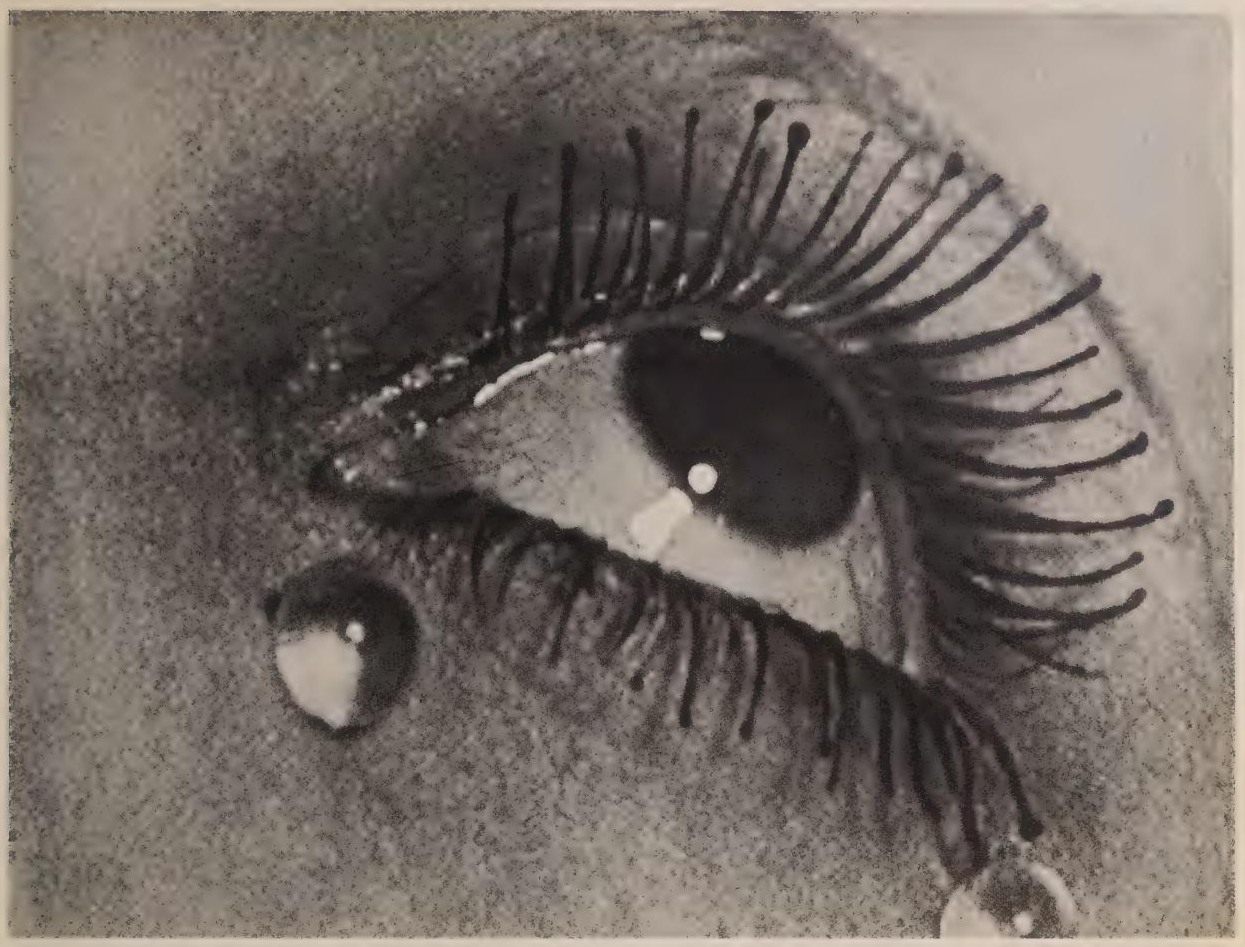Gros plan d’un œil maquillé, photographie de Man Ray publiée en 1934