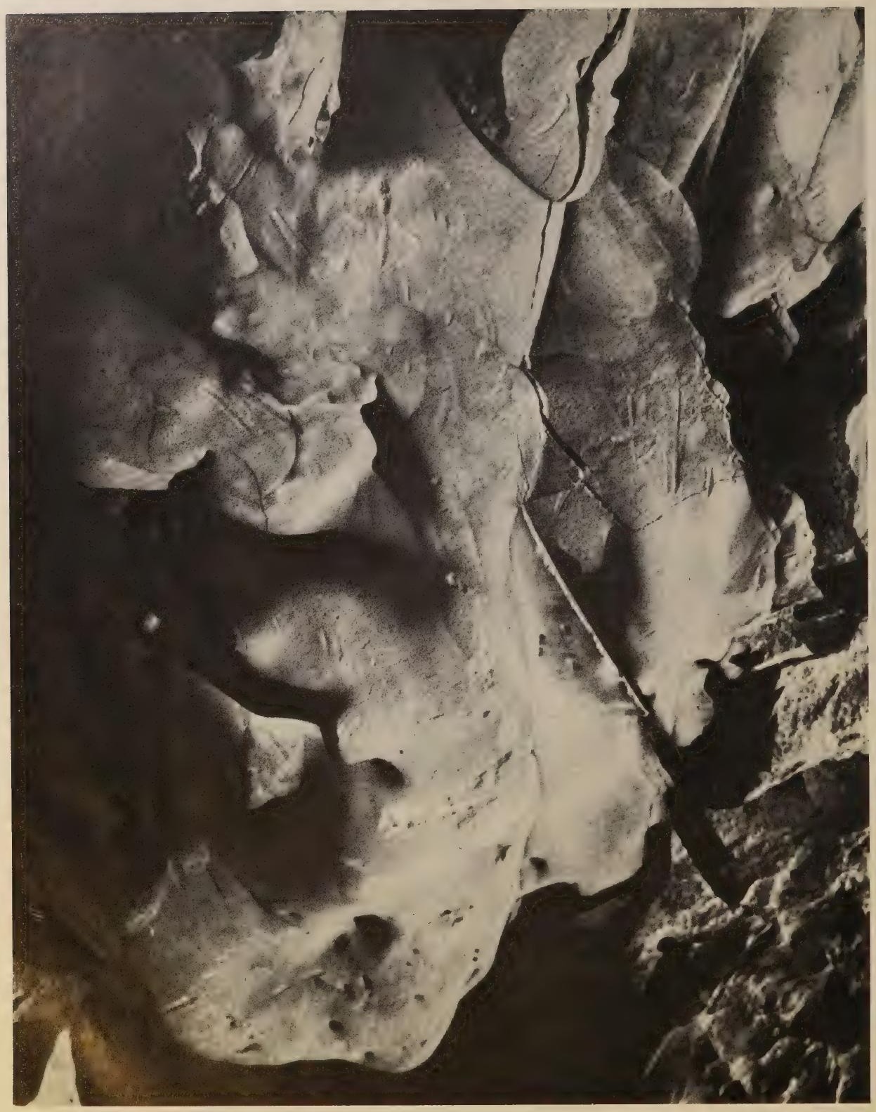 Étude de matière organique, photographie de Man Ray publiée en 1934