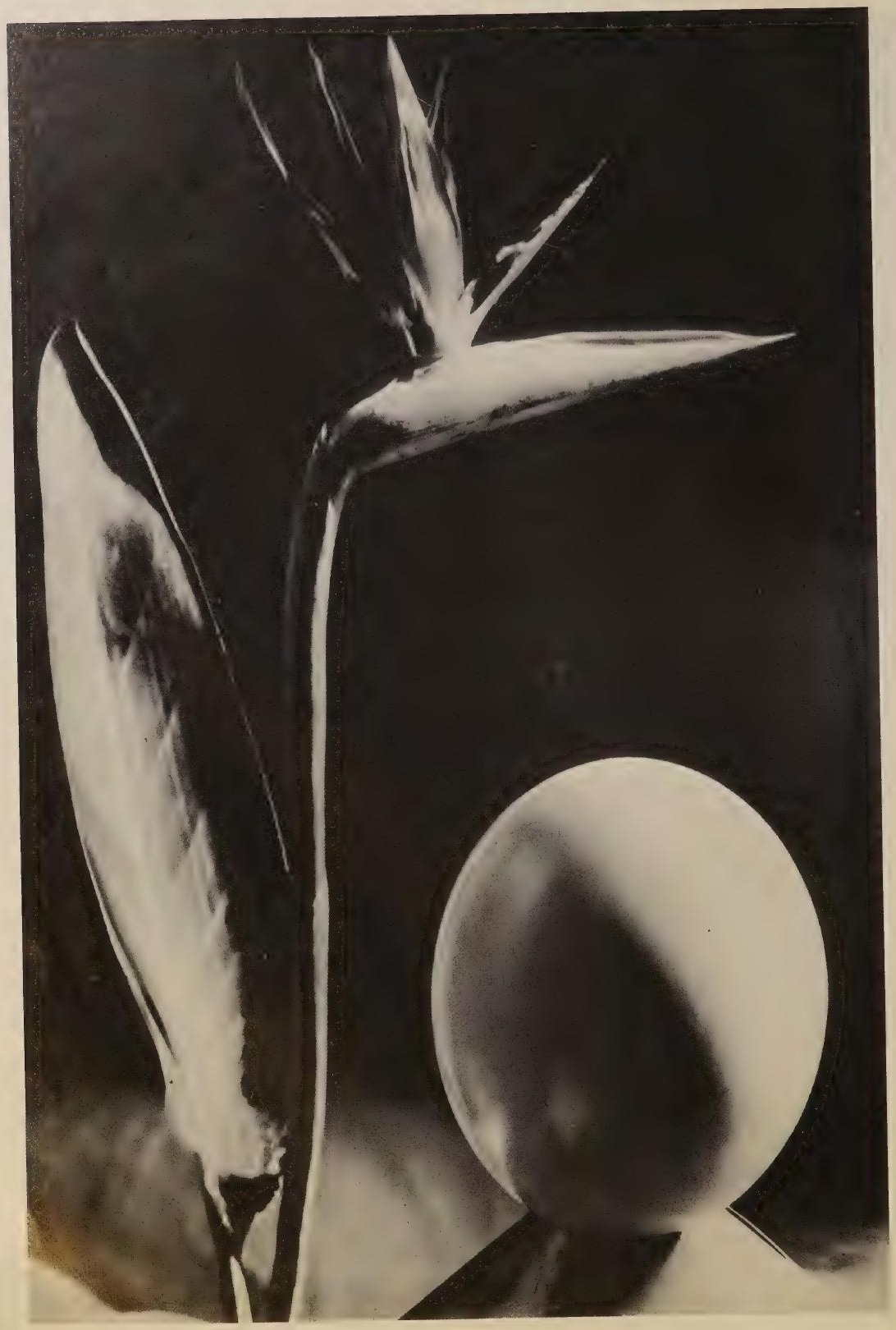 Composition végétale et forme ovoïde, photographie de Man Ray publiée en 1934