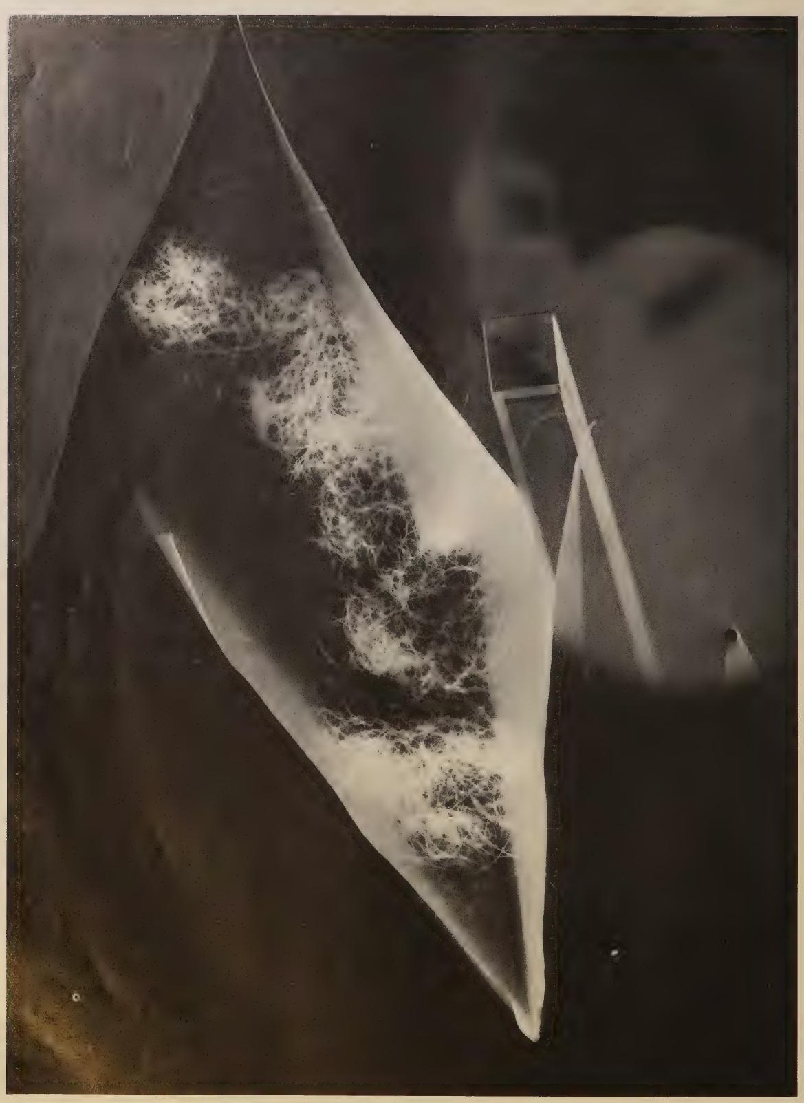 Rayographie de feuille et tige, photographie de Man Ray publiée en 1934