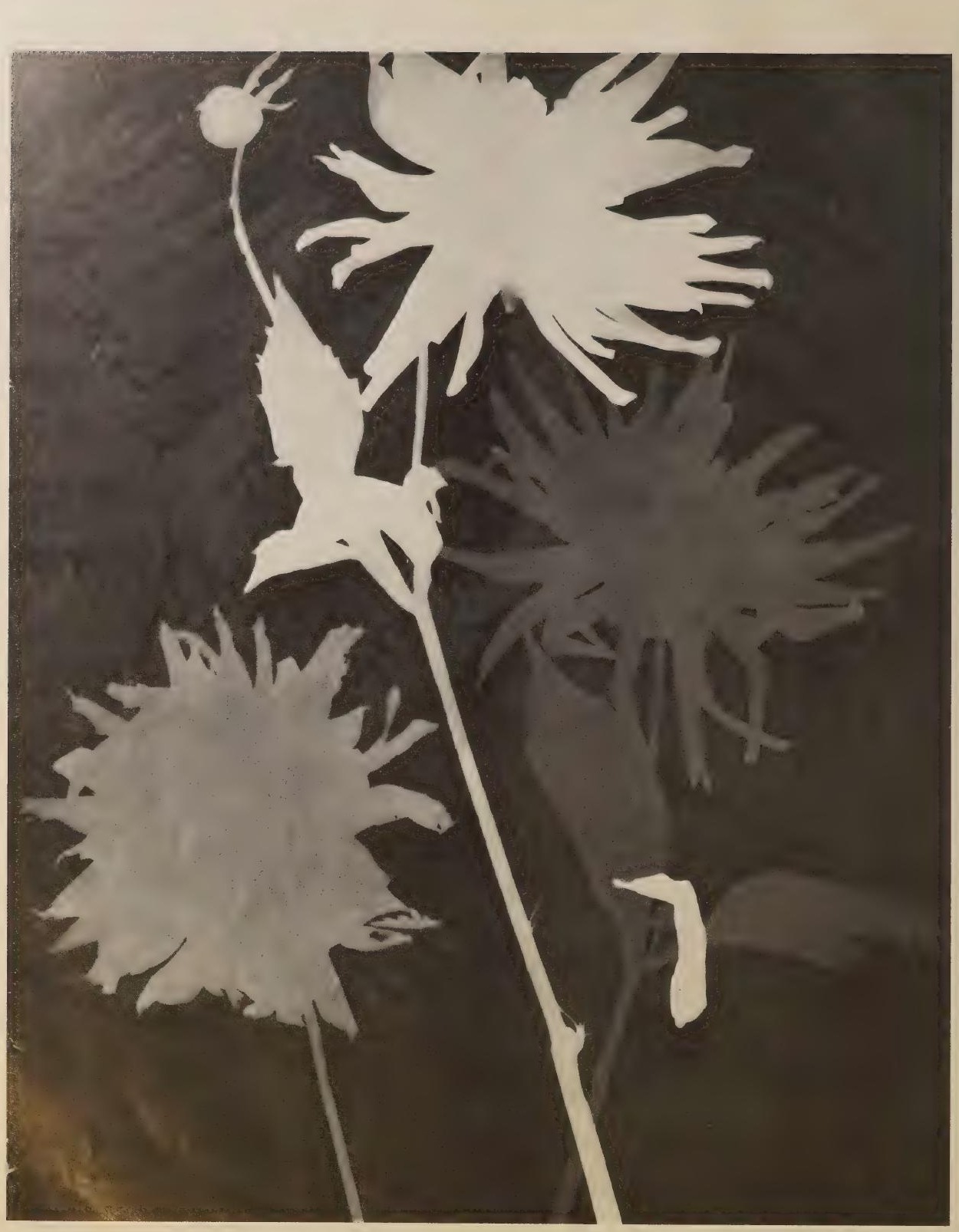 Rayographie florale, photographie de Man Ray publiée en 1934