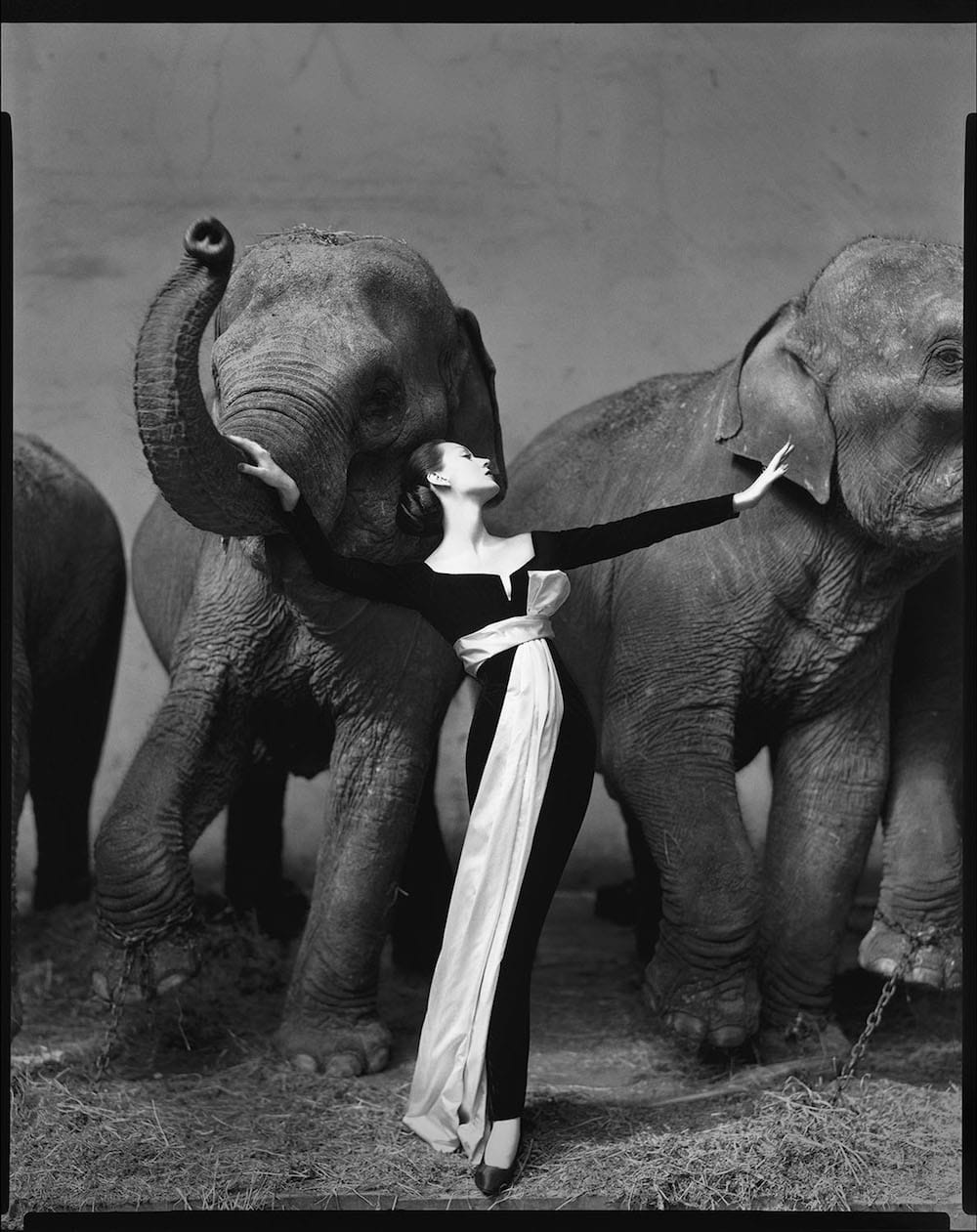 Dovima en fourreau de velours noir et écharpe de satin blanc devant quatre éléphants, Cirque d'Hiver, Paris, 1955, par Richard Avedon