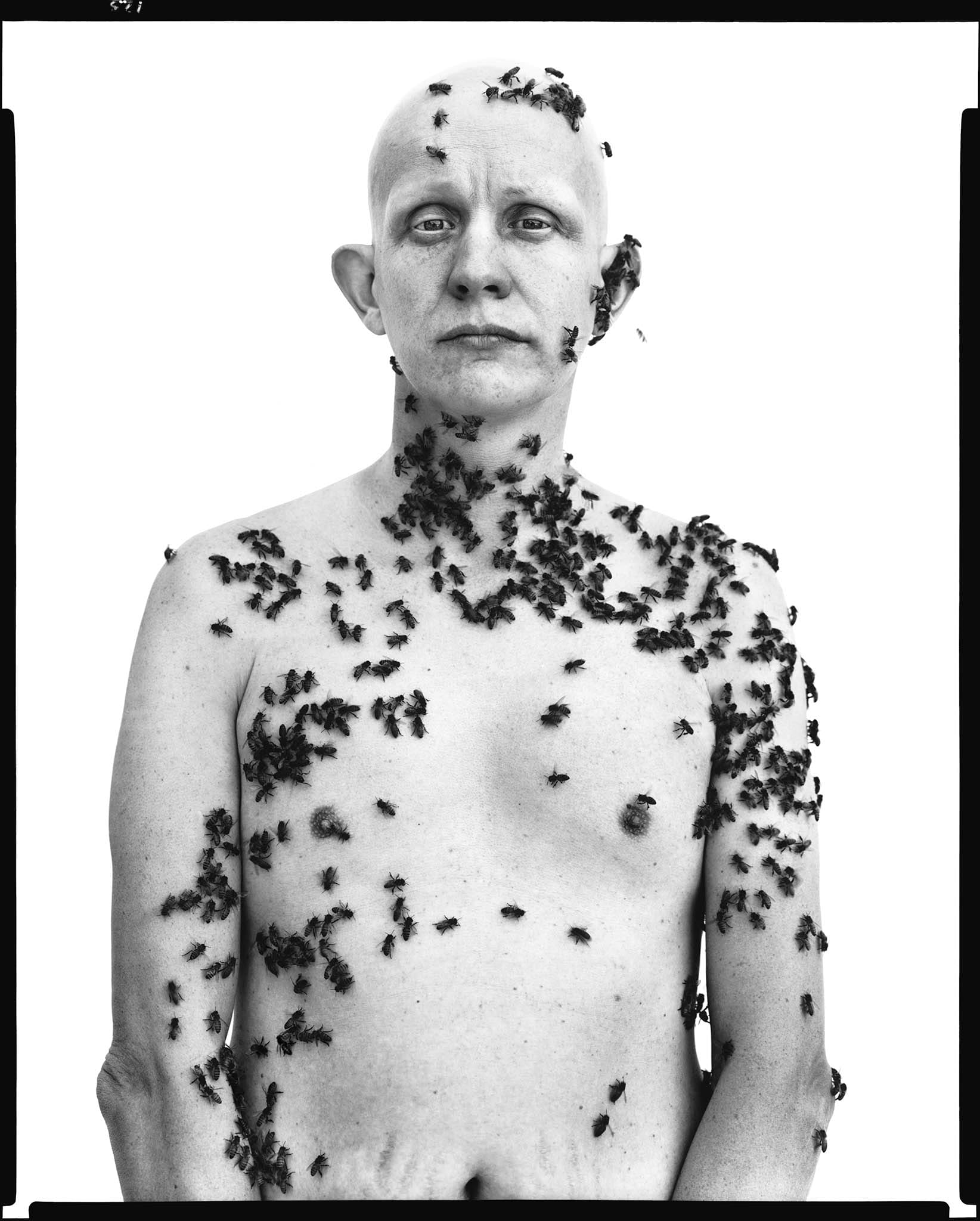 Ronald Fischer torse nu, crâne et visage glabres, couvert d'abeilles, portrait de Richard Avedon