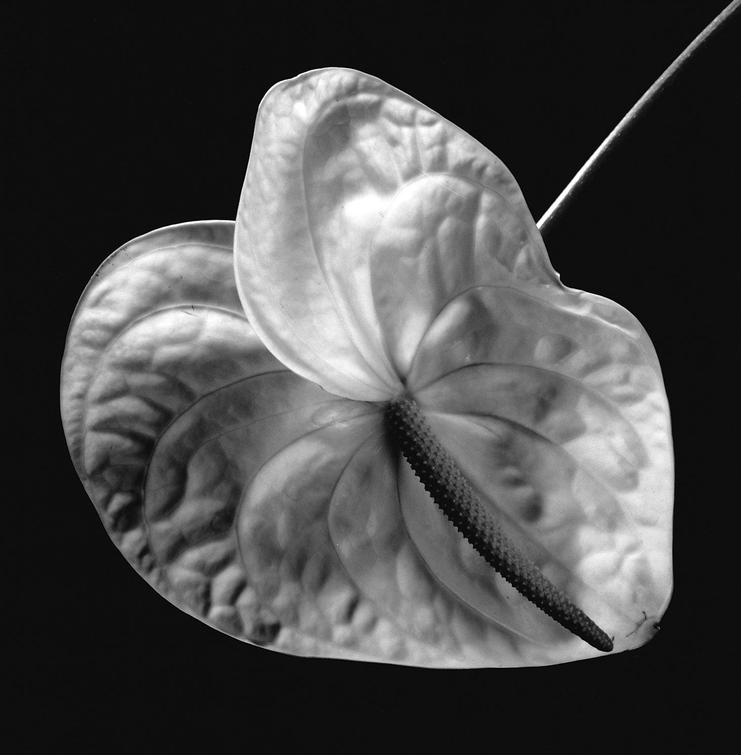 Anthurium, 1988. La spathe grande ouverte et le spadice dressé en son centre. Aucun commentaire nécessaire.