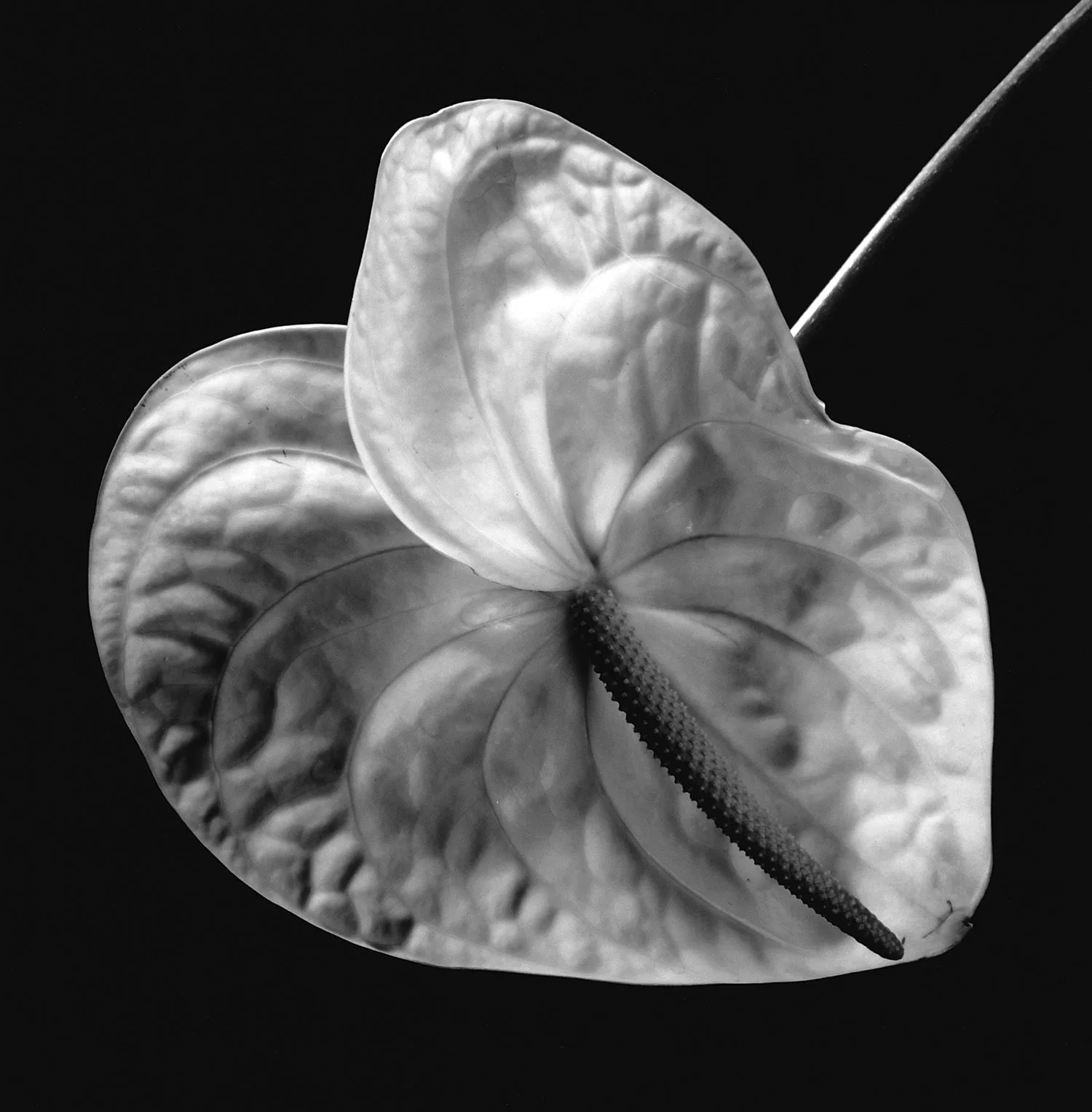 Anthurium, 1988. La spathe grande ouverte et le spadice dressé en son centre. Aucun commentaire nécessaire.