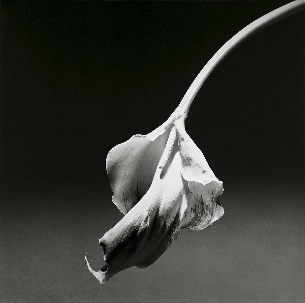 Calla Lily, 1986.