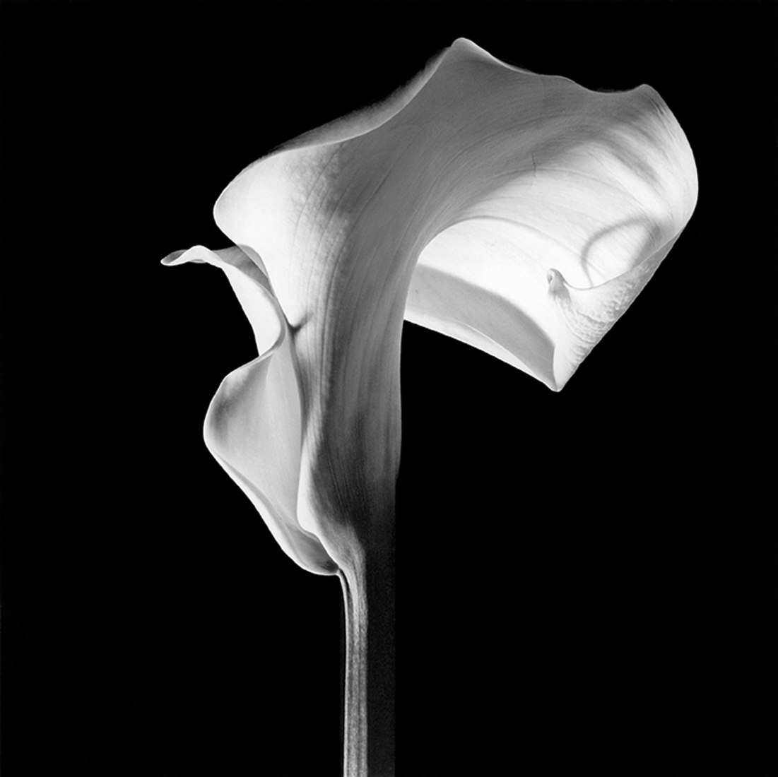 Calla Lily, 1988. La fleur la plus photographiée de son œuvre, et la plus proche d’un nu.