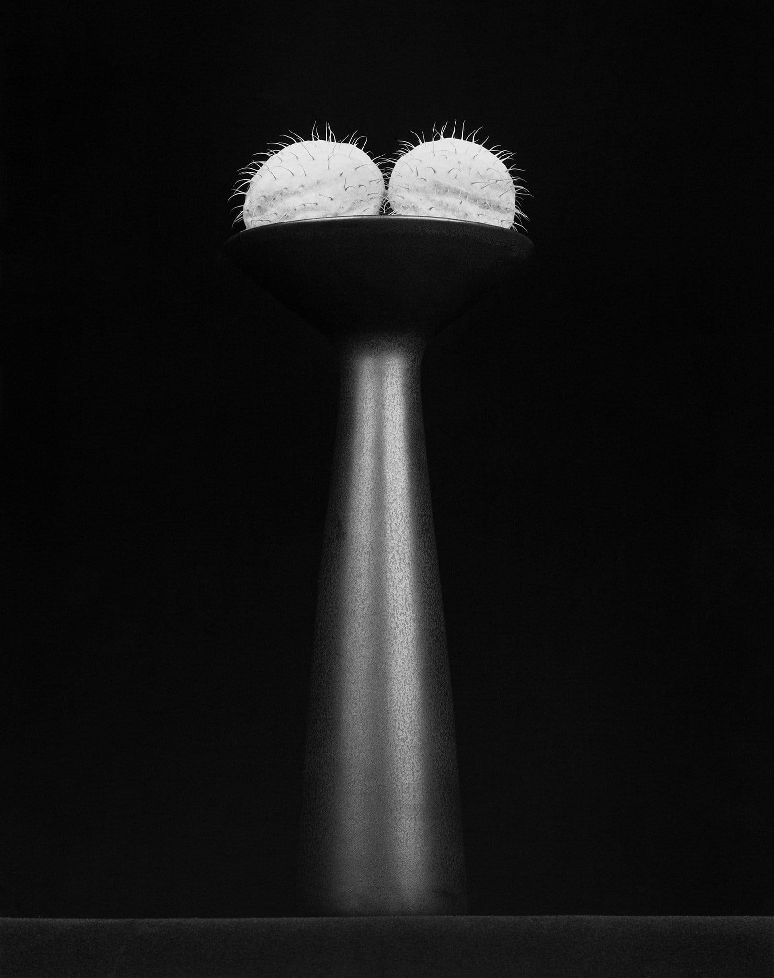 Flower, 1983. Réduite à sa silhouette, la fleur devient un organe.