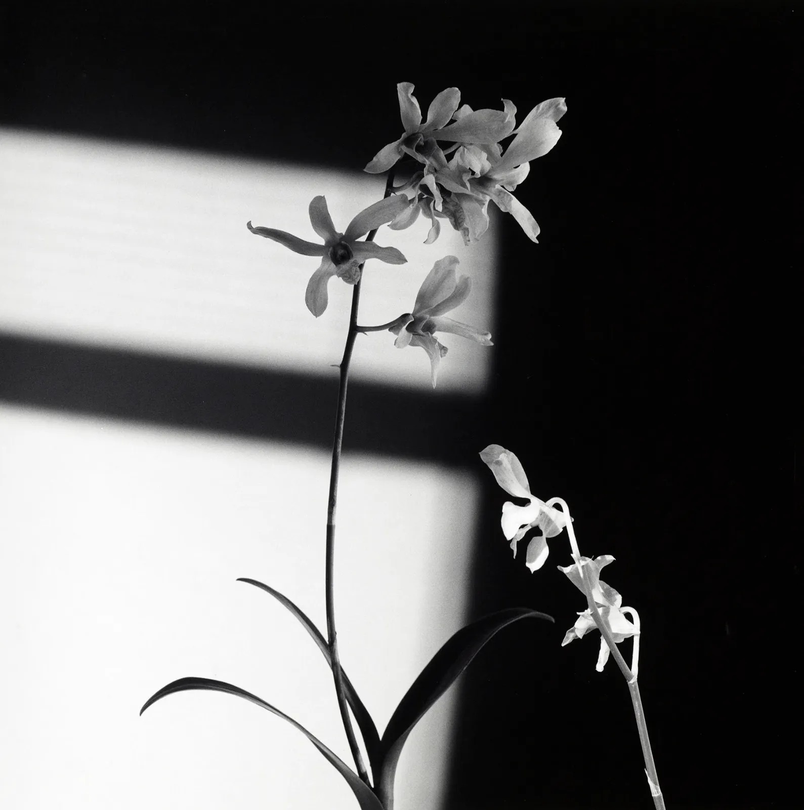 Flowers, 1986. Une composition en contre-jour, dans la lumière rayée d’un store.