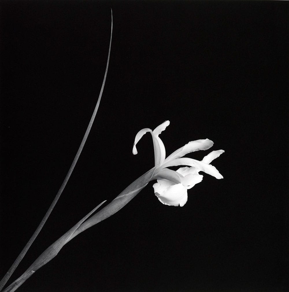Iris, 1989. Faite l’année de sa mort, dans la même lumière que les corps.