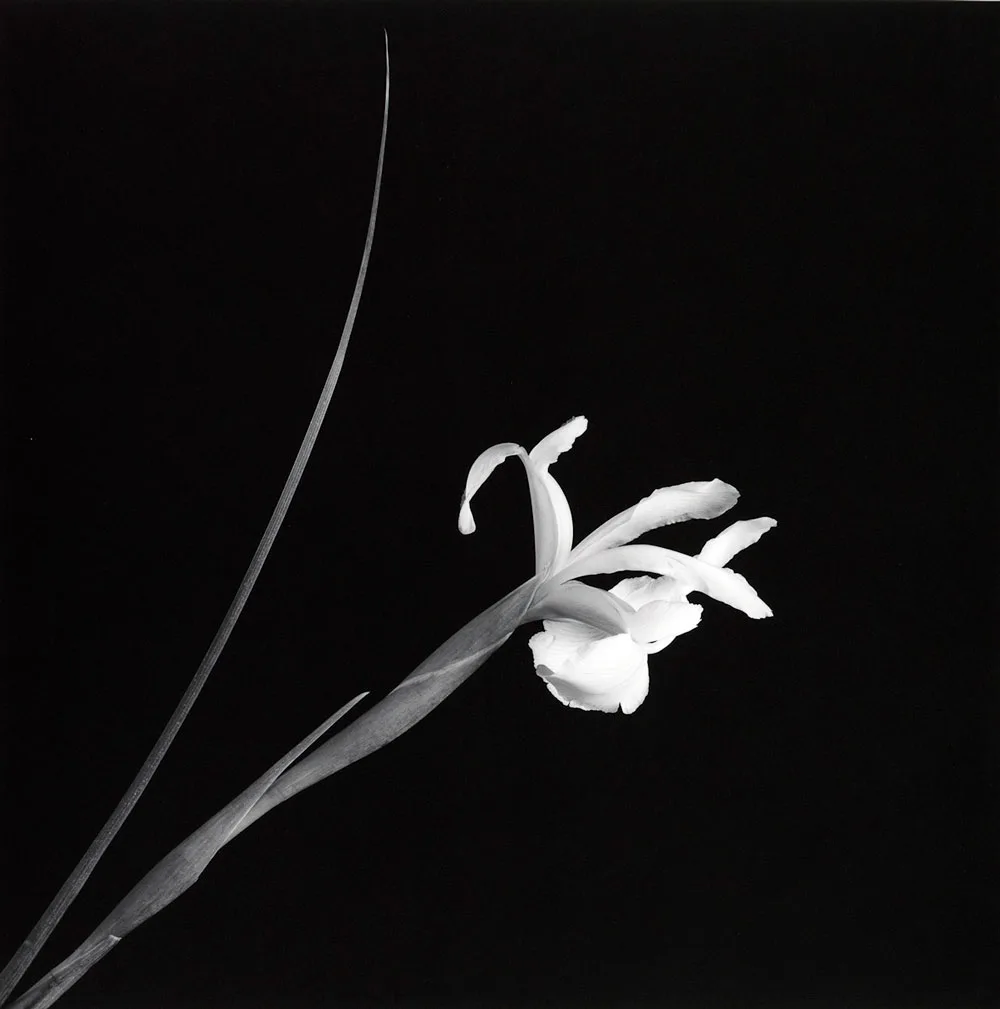 Iris, 1989. Faite l’année de sa mort, dans la même lumière que les corps.