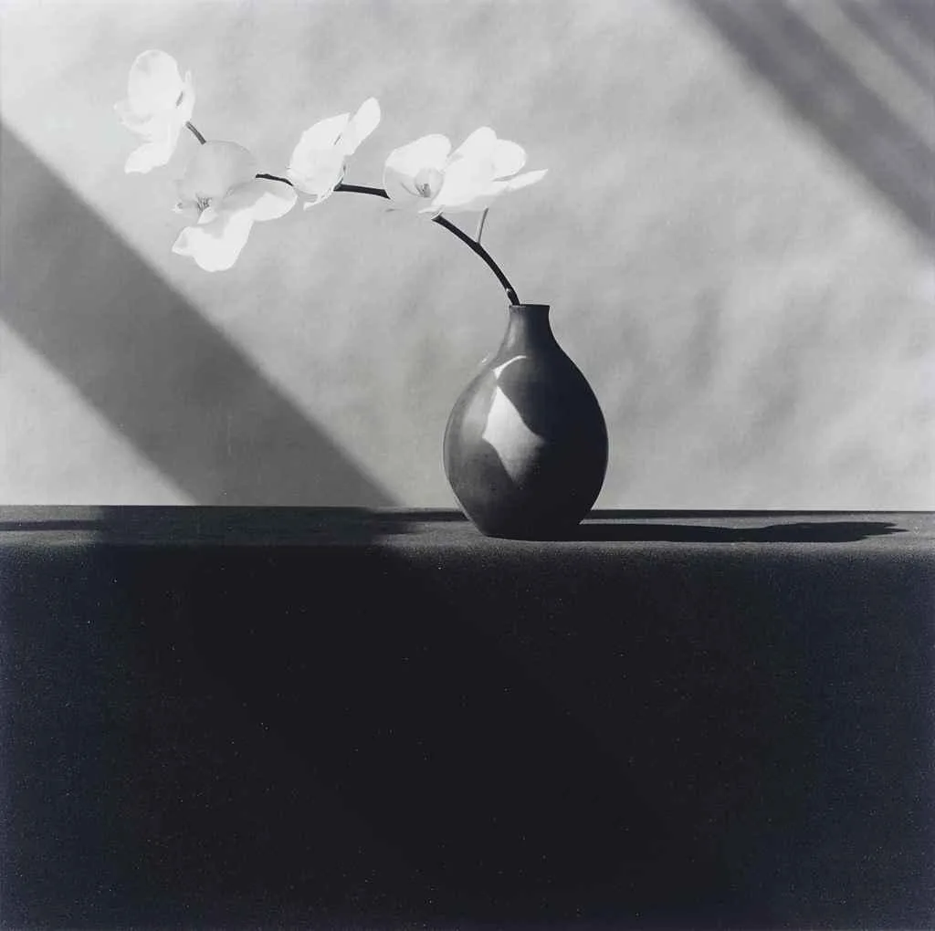 Orchid, 1982. Une fleur dans un vase, et une ombre qui fait la moitié du travail.