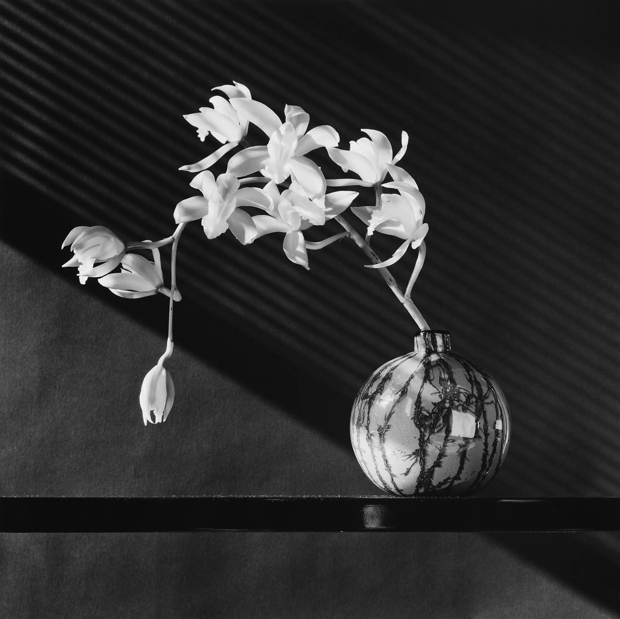Orchid, 1987. Les ombres portées comptent autant que la fleur.