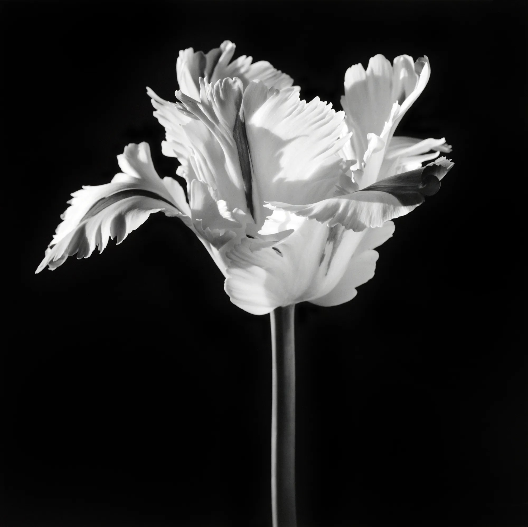 Parrot Tulip, 1988. La tulipe perroquet, ouverte comme une chose vivante.