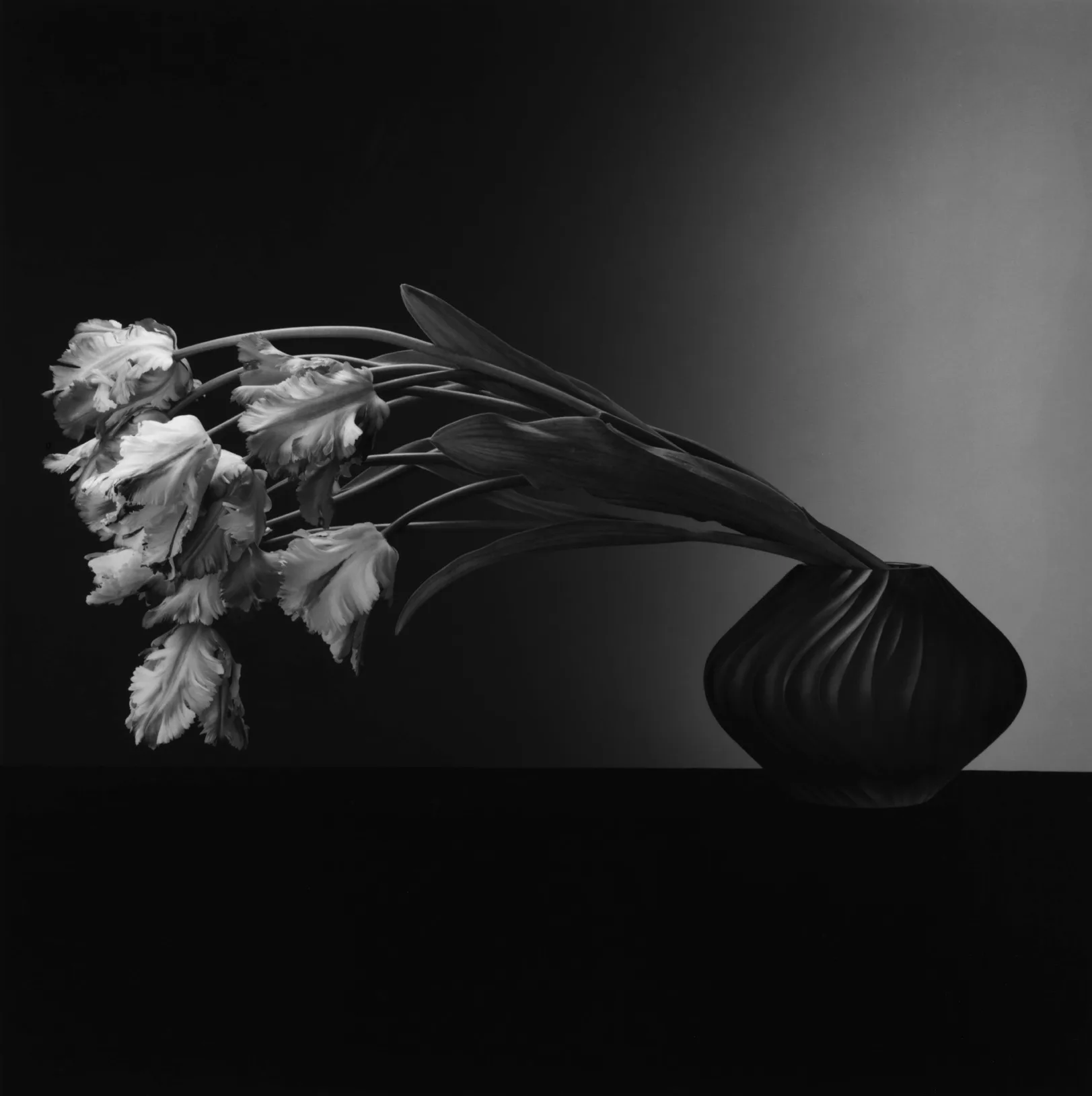Parrot Tulips, 1988. Le même sujet, couché cette fois, jusqu’à la limite du cadre.